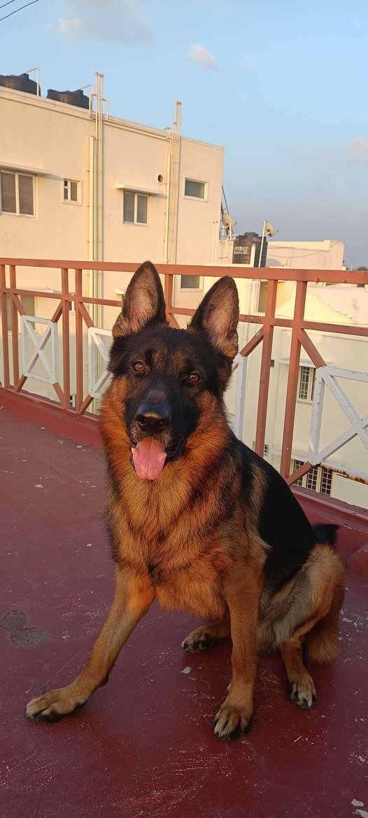 German Shepherd Dogs For Mating In Coimbatore