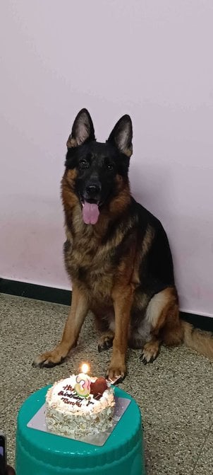 German Shepherd Dogs For Mating In Coimbatore