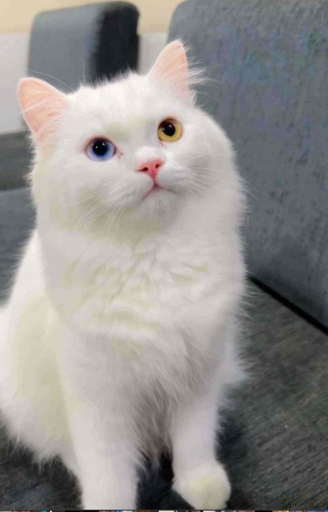 Persian For Adoption In Ahmedabad