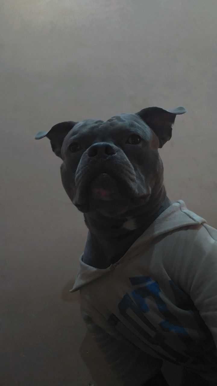 American Bully Dogs For Mating In Delhi