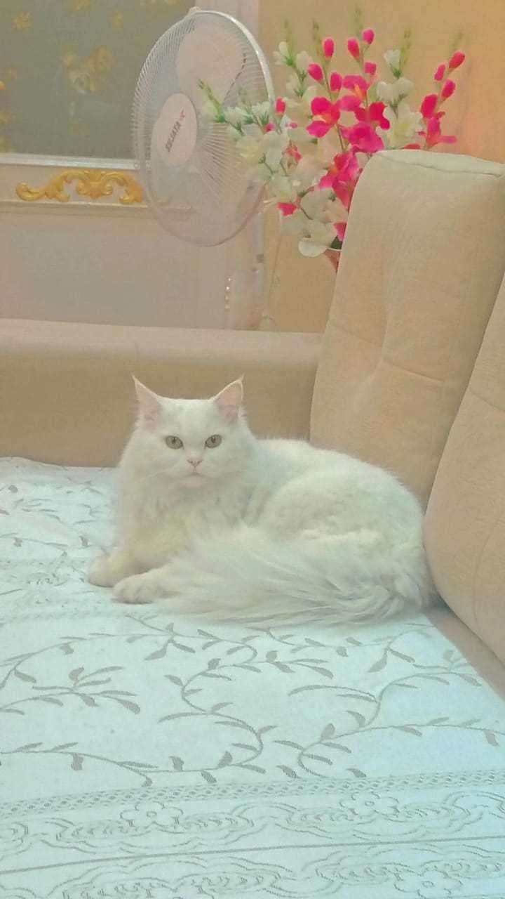 Persian Dogs For Mating In Jammu