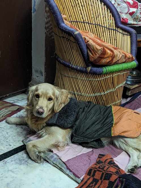Golden Retriever Dogs For Mating In Ghaziabad