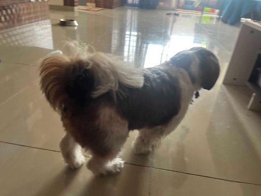 Shih Tzu Dogs For Mating In Bangalore