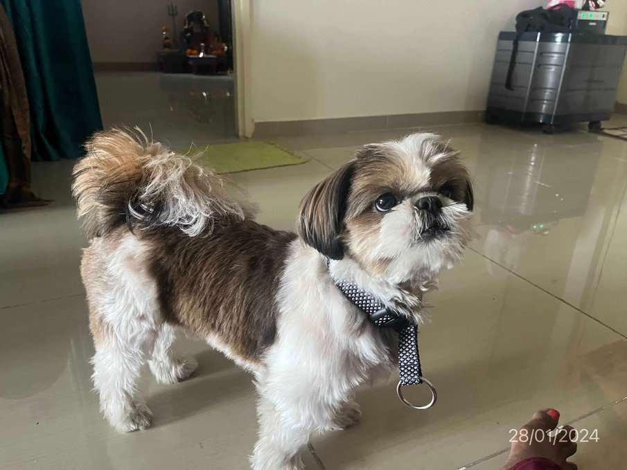 Shih Tzu Dogs For Mating In Bangalore