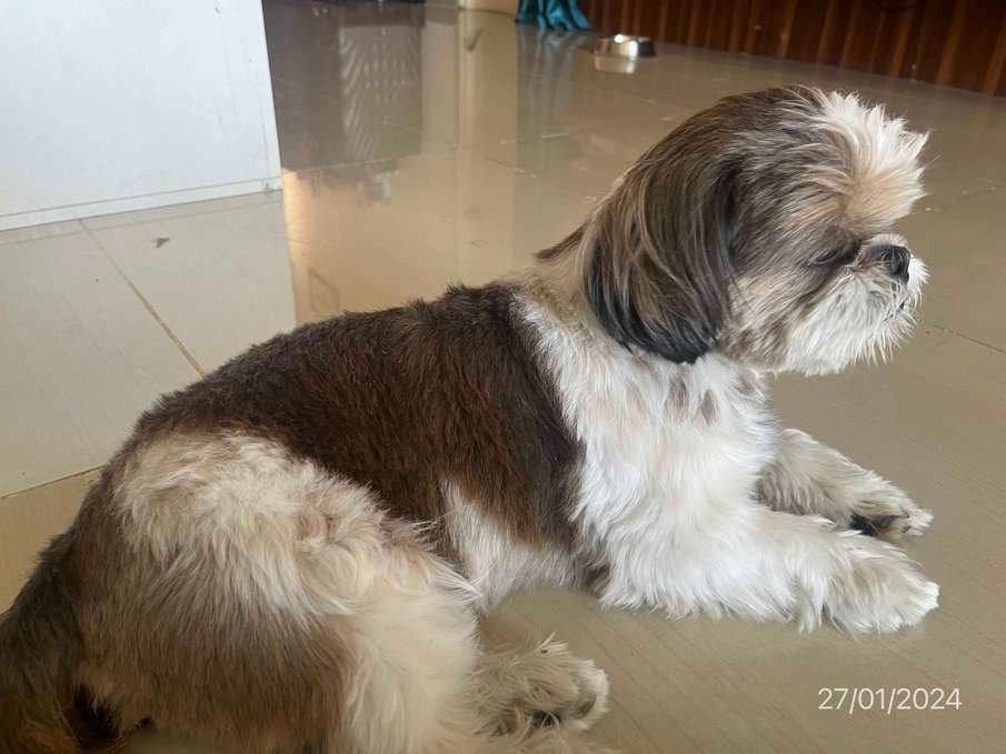Shih Tzu Dogs For Mating In Bangalore
