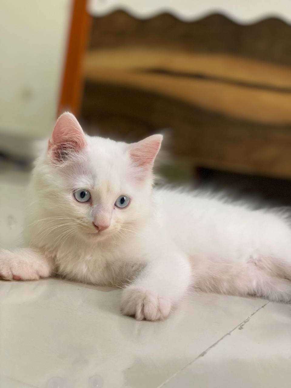 Persian For Sale In Panvel