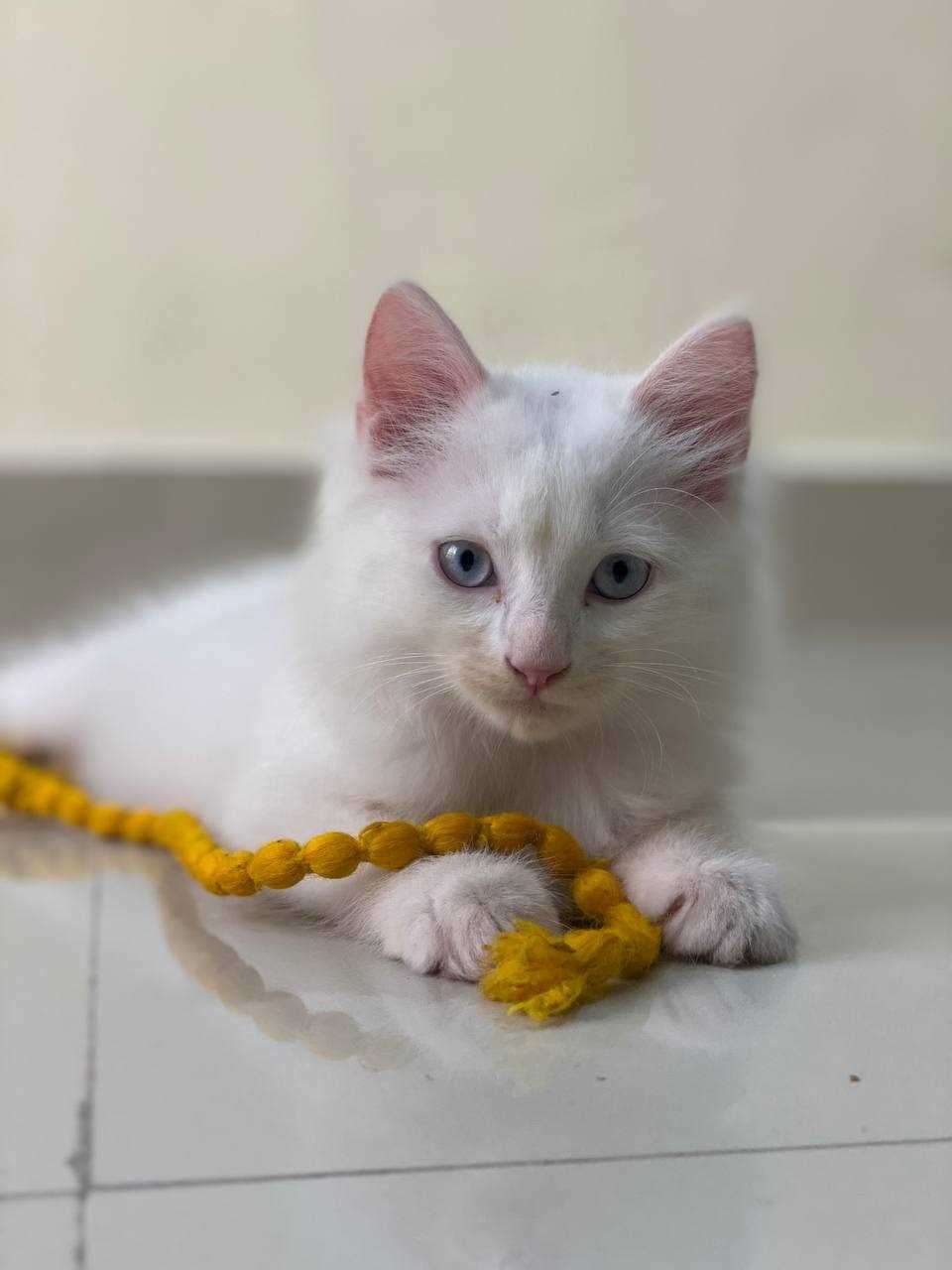 Persian For Sale In Panvel