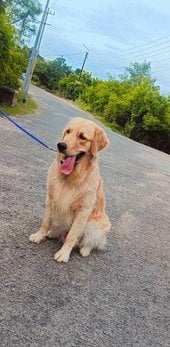 Golden Retriever Dogs For Mating In Hyderabad