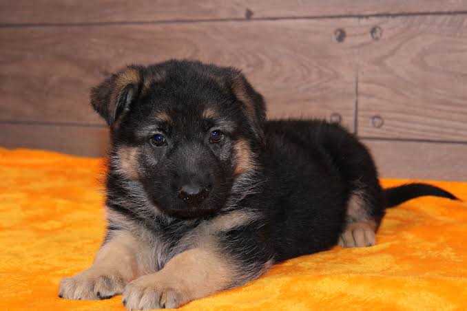 German Shepherd For Sale In Dahod