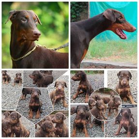 Doberman Pinscher For Sale In Kannur