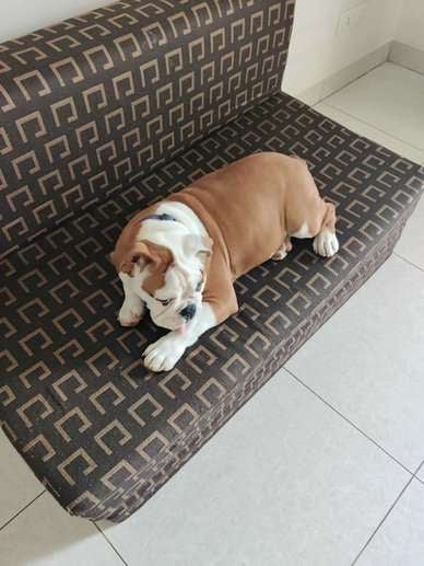 English Bulldog For Sale In Bangalore