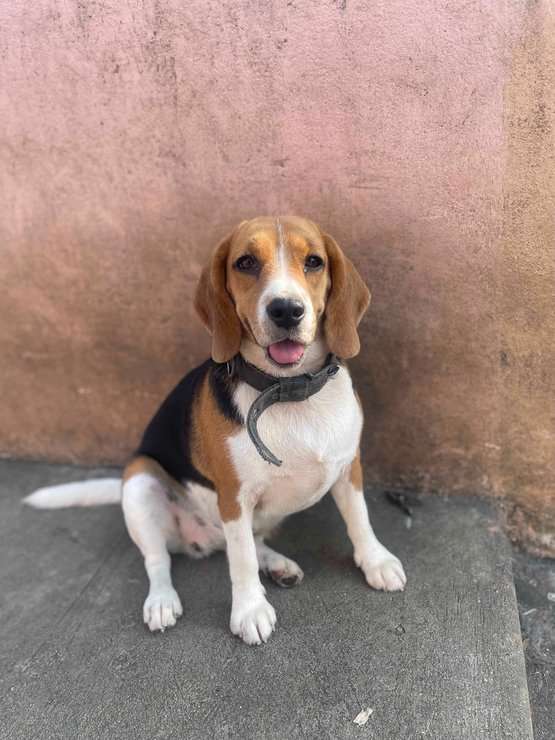 Beagle Dogs For Mating In Chennai