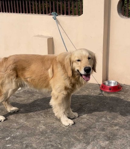 Golden Retriever Dogs For Mating In Sri Ganganagar