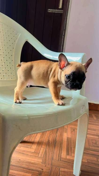 French Bulldog For Sale In Ghaziabad