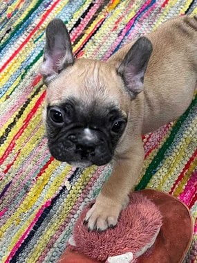 French Bulldog For Sale In Ghaziabad