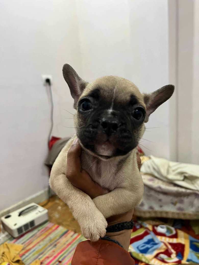 French Bulldog For Sale In Ghaziabad