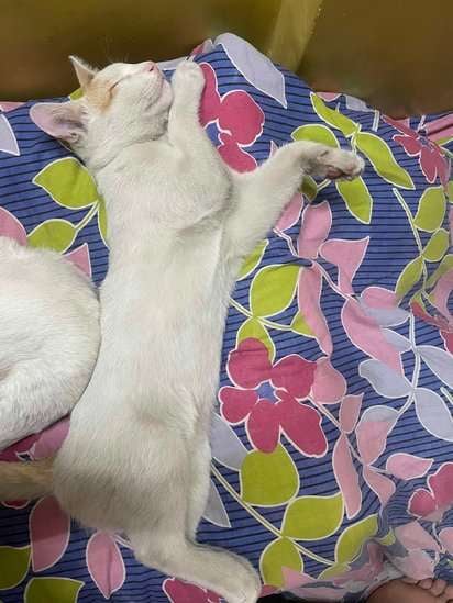 Indian Breed For Adoption In Howrah