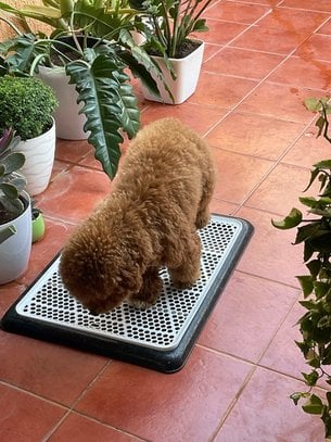 Poodle For Sale In Bangalore