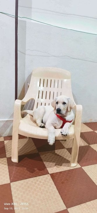 Labrador Retriever For Sale In Mysore