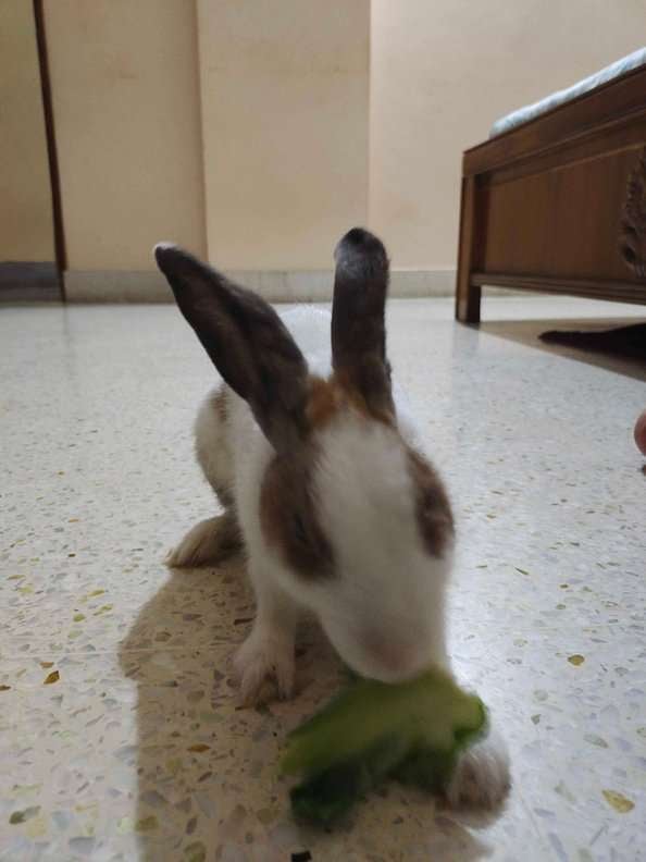 Rabbits For Adoption In Bhubaneswar