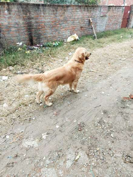 Golden Retriever Dogs For Mating In Lucknow