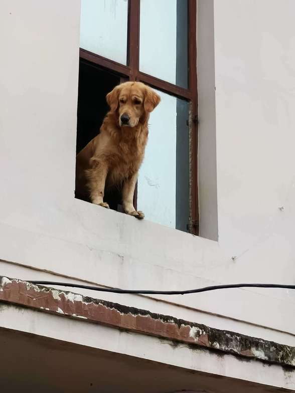 Golden Retriever Dogs For Mating In Lucknow