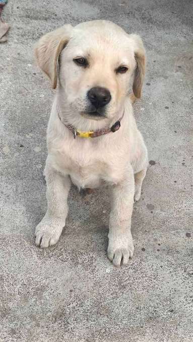 Labrador Retriever For Sale In Hazaribag