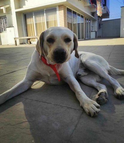 Labrador Retriever Dogs For Mating In Ranchi