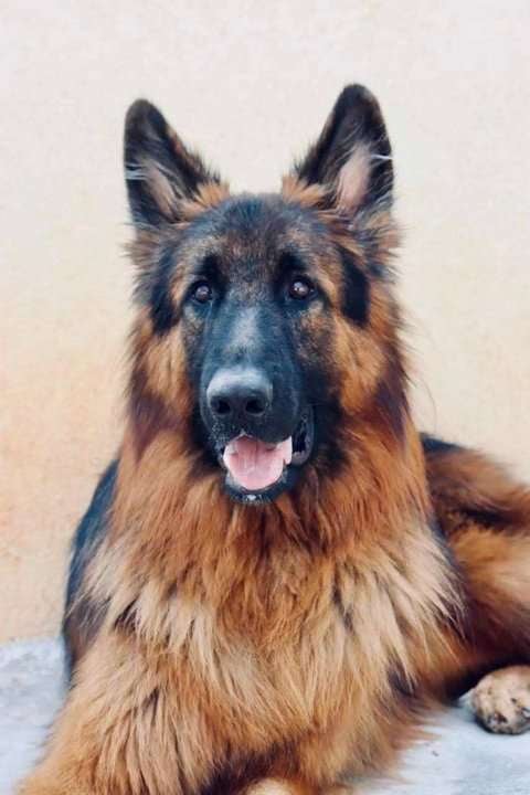 German Shepherd Dogs For Mating In Bangalore