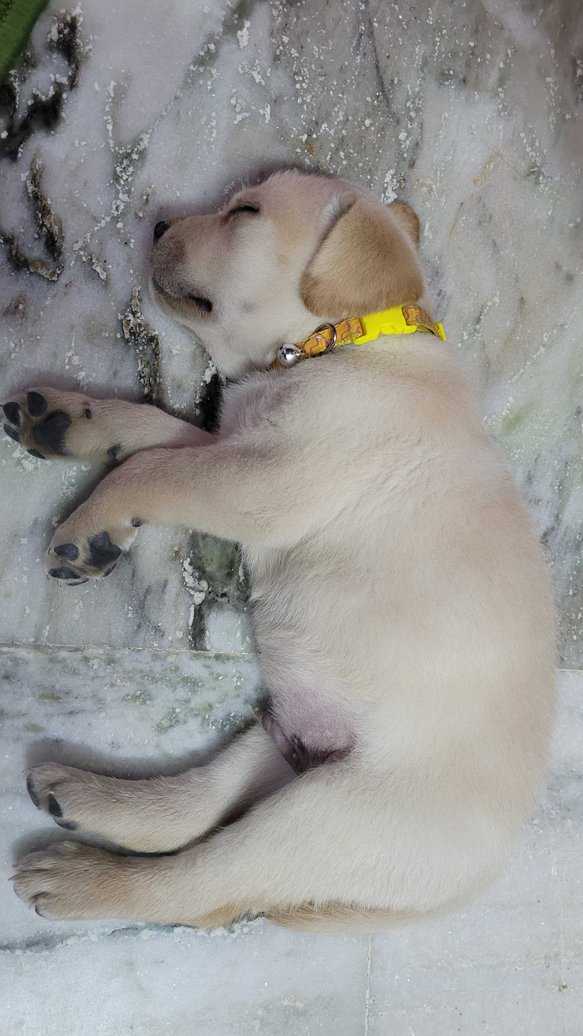 Labrador Retriever For Sale In Nizamabad