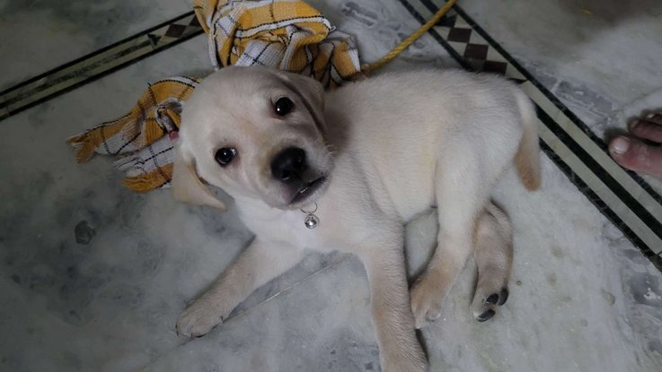 Labrador Retriever For Sale In Nizamabad