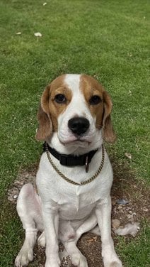 Beagle Dogs For Mating In Chennai