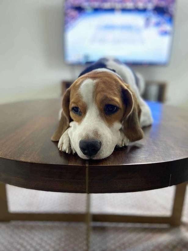 Beagle Dogs For Mating In Chennai