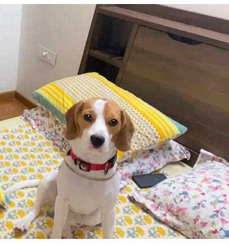 Beagle Dogs For Mating In Chennai