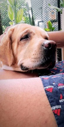 Labrador Retriever Dogs For Mating In Chandigarh