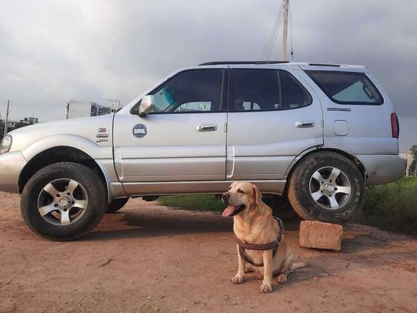 Labrador Retriever Dogs For Mating In Chandigarh