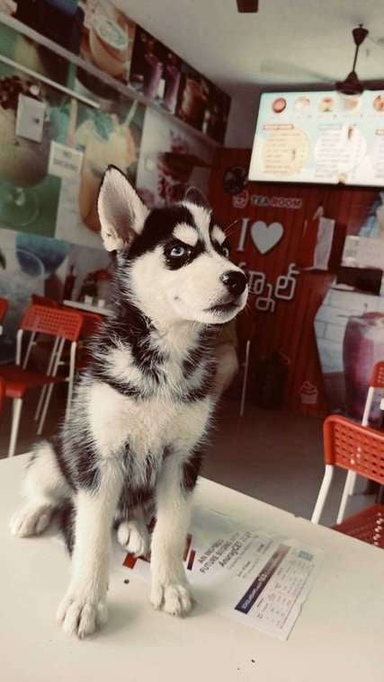 Siberian Husky For Sale In Kurnool