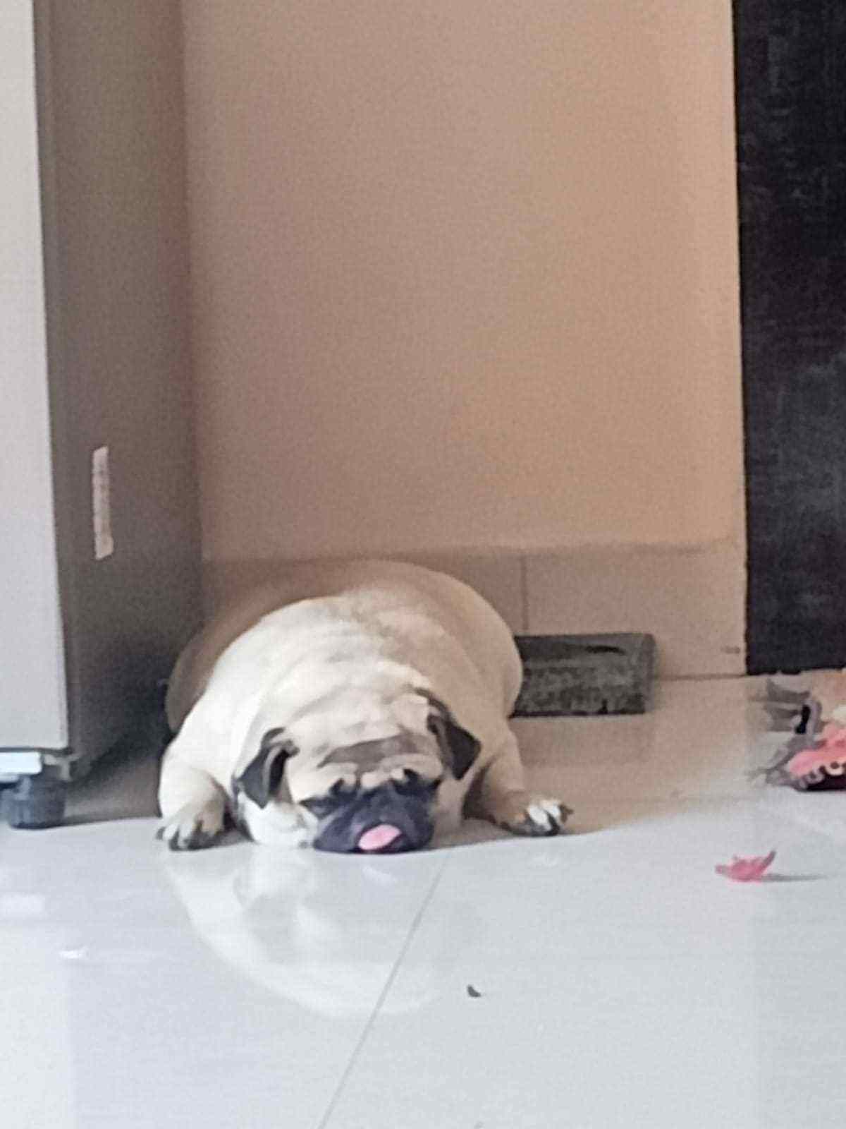 Pug For Sale In Patna