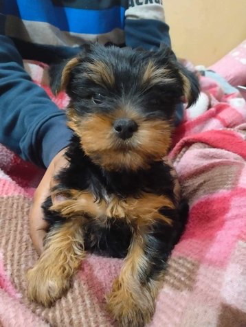 Yorkshire Terrier For Sale In Delhi