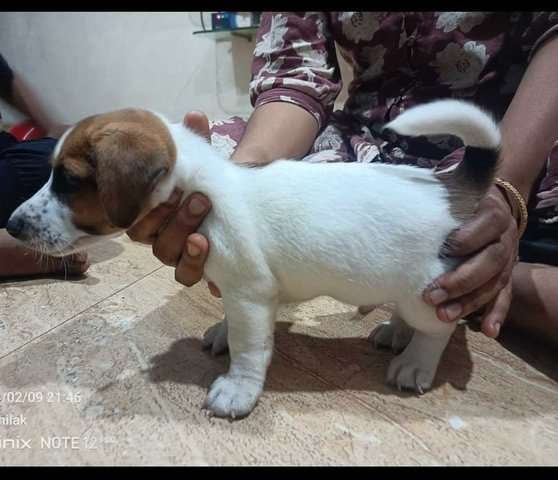 Jack Russell Terrier For Sale In Chennai