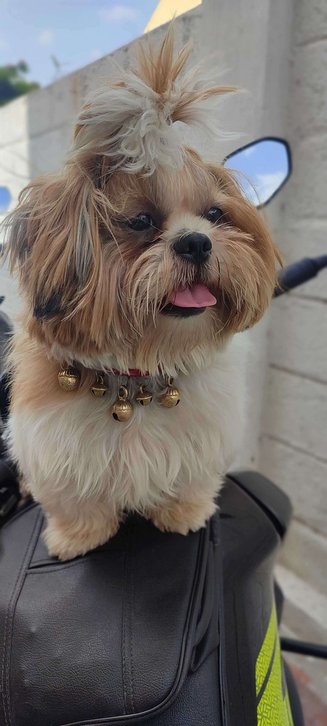 Shih Tzu For Sale In Madanapalle