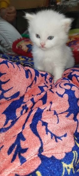 Persian For Sale In Etawah