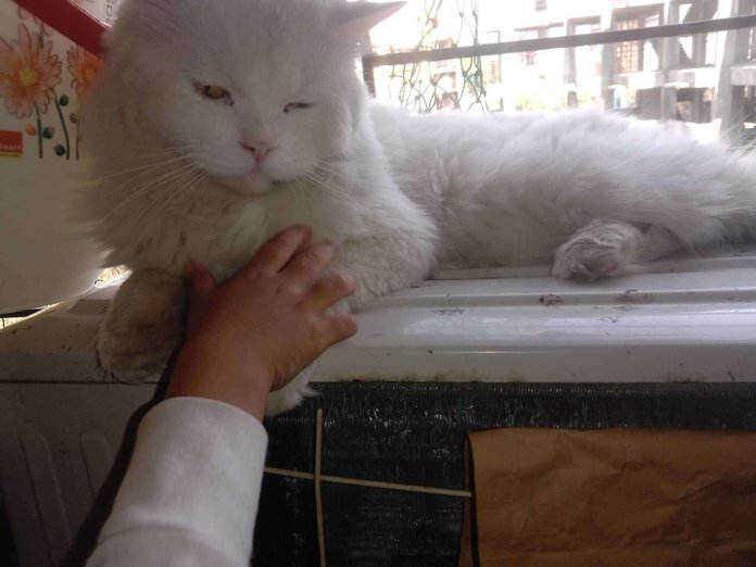 Persian Dogs For Mating In Thane