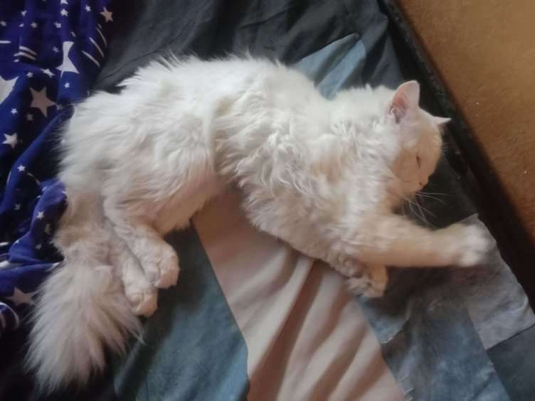 Persian Dogs For Mating In Thane