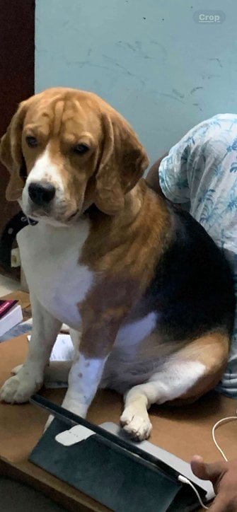 Beagle Dogs For Mating In Chennai