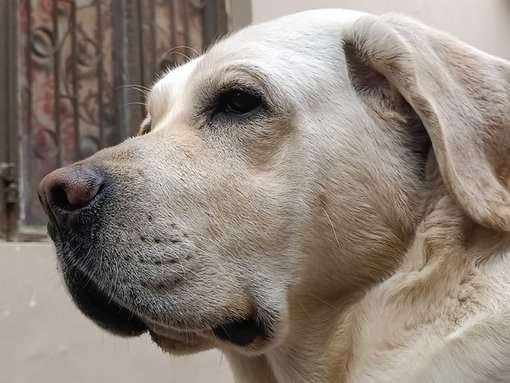 Labrador Retriever Dogs For Mating In Agra