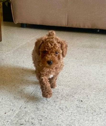 Poodle For Sale In Gurgaon