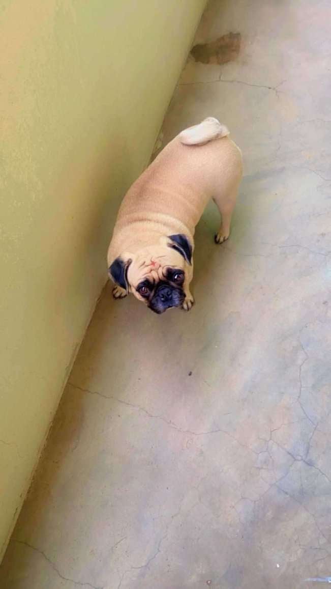 Pug Dogs For Mating In Hyderabad