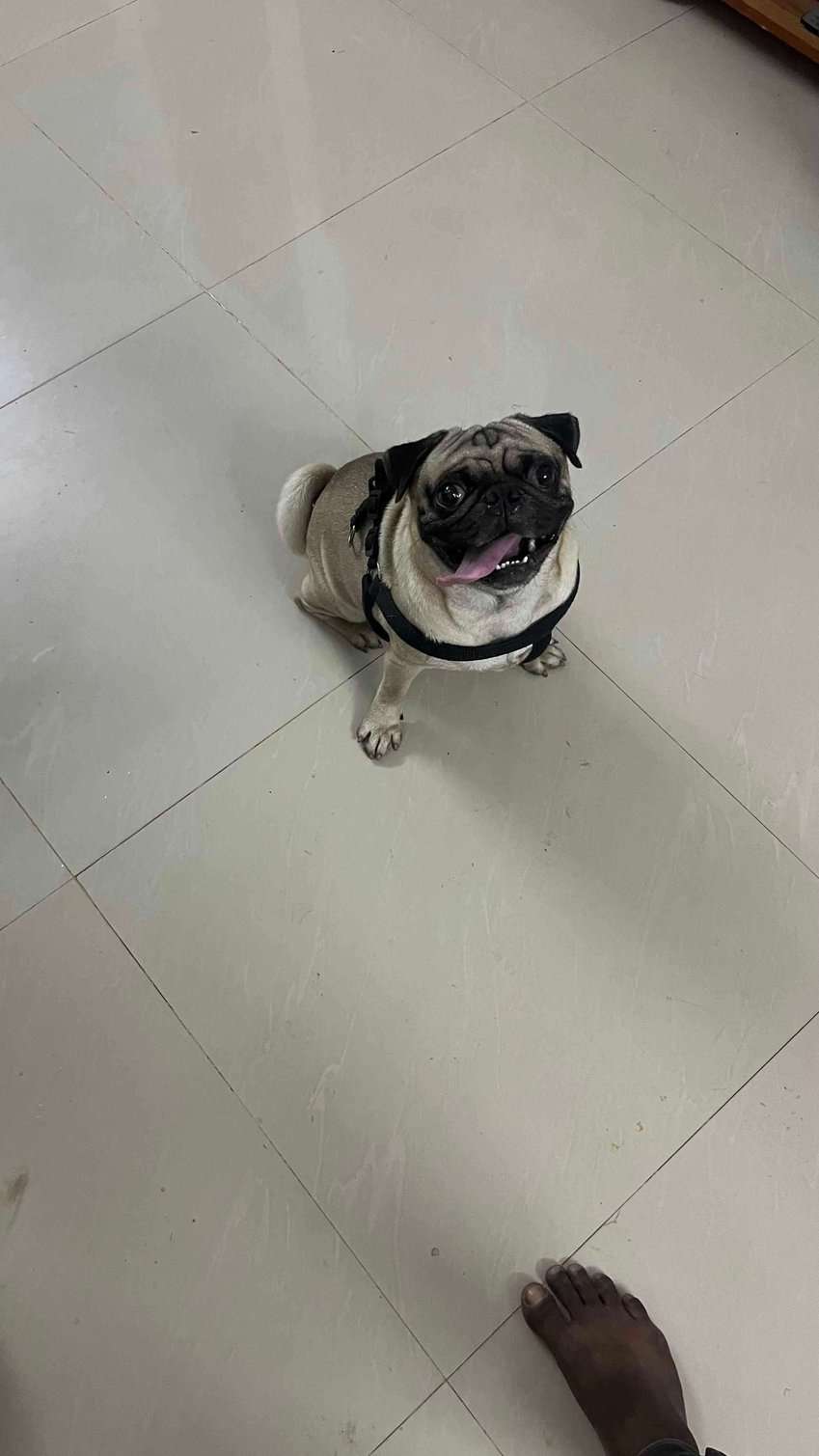 Pug Dogs For Mating In Chennai