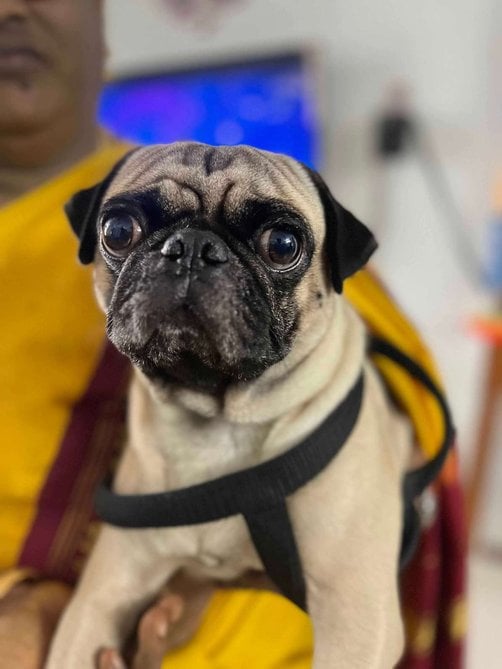 Pug Dogs For Mating In Chennai